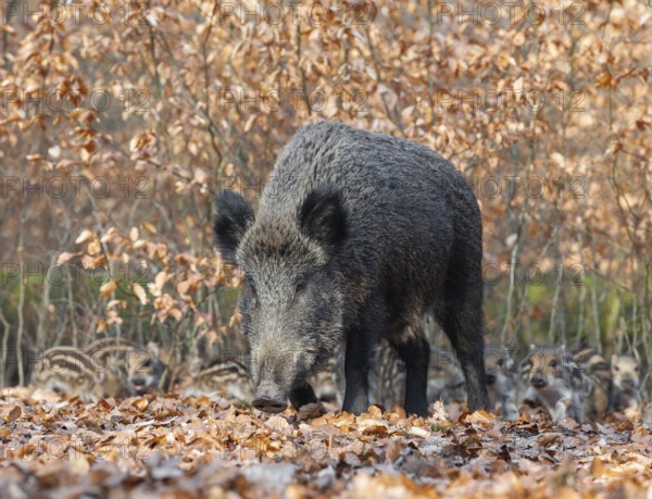 Wild boar (Sus scrofa), wild boar, female with young boar in the forest, Germany, Europe