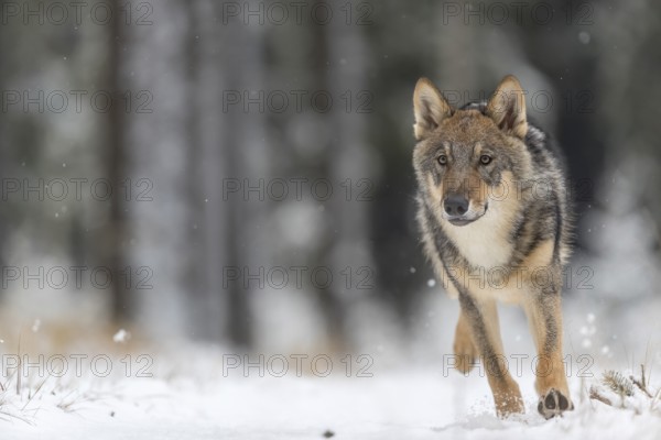 One young male eurasian gray wolf (Canis lupus lupus) running thru the snow-covered undergrowth of
