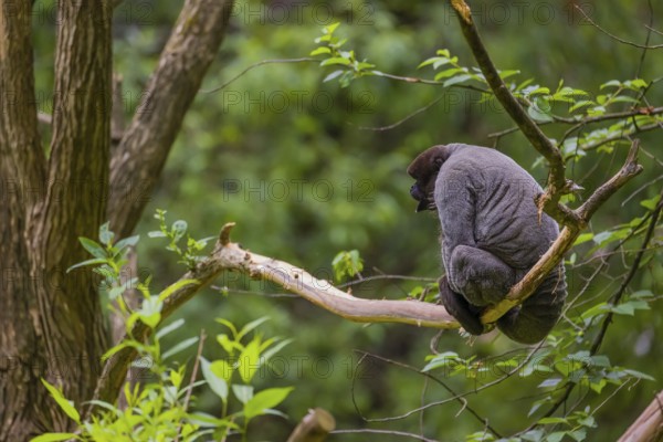 A common woolly monkey, brown woolly monkey, or Humboldt's woolly monkey (Lagothrix lagothricha)