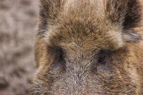 Portrait of a wild boar or wild pig (Sus scrofa)