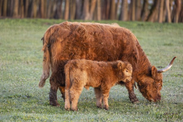 A Highland cow (Bos primigenius taurus) and her calf stand side by side on a meadow
