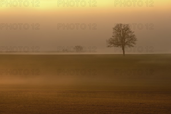 English oak (Quercus robur, Quercus petraea), shrouded in mist in the light of the setting sun,