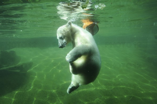Polar bear cub swimming under water in a green pool, polar bear (Ursus maritimus), captive