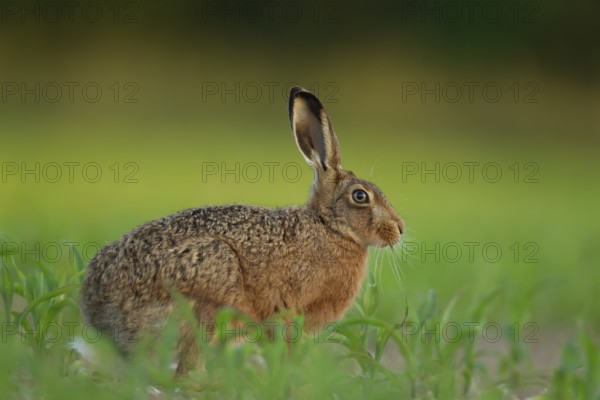 European brown hare (Lepus europaeus) adult animal feeding in a farmland maize crop in the summer,