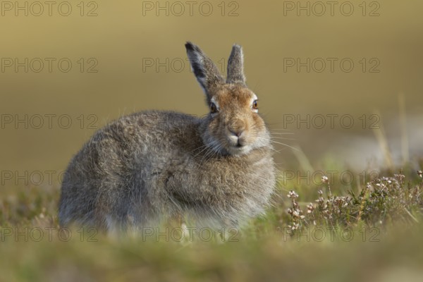 Mountain hare (Lepus timidus) adult animal in its summer coat resting on a hillside, Cairngorm