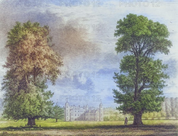 Famous old trees, The plane tree and the lime tree in Cobham Park, a former parkland and villa