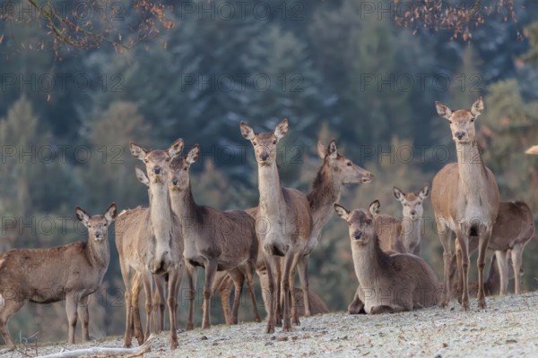 A herd of female red deer (Cervus elaphus) stands in a hoar frosted meadow, A forest can be seen in