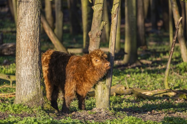 A Highland calf (Bos primigenius taurus) stands in a forest