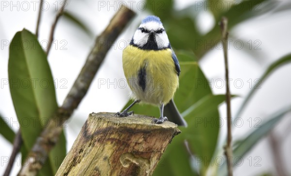 Blue tit (Cyanistes caeruleus) on a branch in cherry laurel, (Prunus laurocerasus)