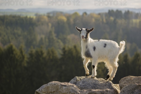 A young Pygmy goat, Capra hircus, stands on a rock. A forest is in the distant background