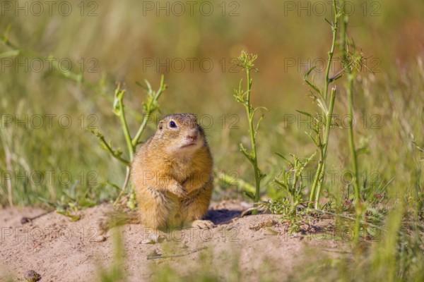 A European ground squirrel (Spermophilus citellus) or European souslik sits in front of its den