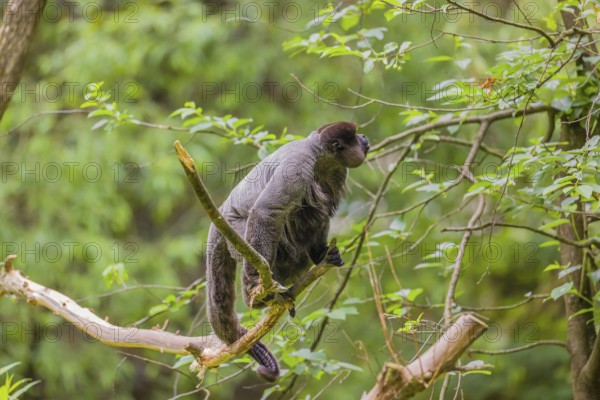 A common woolly monkey, brown woolly monkey, or Humboldt's woolly monkey (Lagothrix lagothricha)