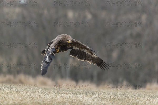One steppe eagle, Aquila nipalensis, flying over a meadow. Trees in the background