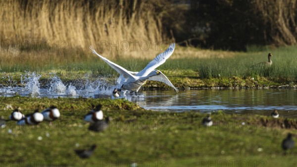 Tundra Swan, Bewick's Swan, Cygnus columbianus in flight at winter in Slimbridge, England, United