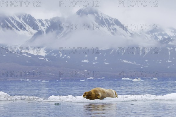 Bearded seal (Erignathus barbatus) resting on ice floe along the coast of Svalbard, Spitsbergen