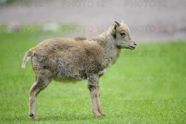 A young wild sheep stands in a green meadow and looks curiously, Mane jumper (Ammotragus lervia),