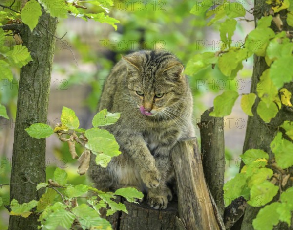 European wildcat or forest cat (Felis silvestris) in the wildcat enclosure at the Thayatal National
