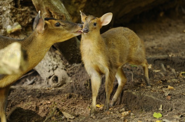 A muntjac shows affection to a young animal in the shady forest, Chinese muntjac (Muntiacus