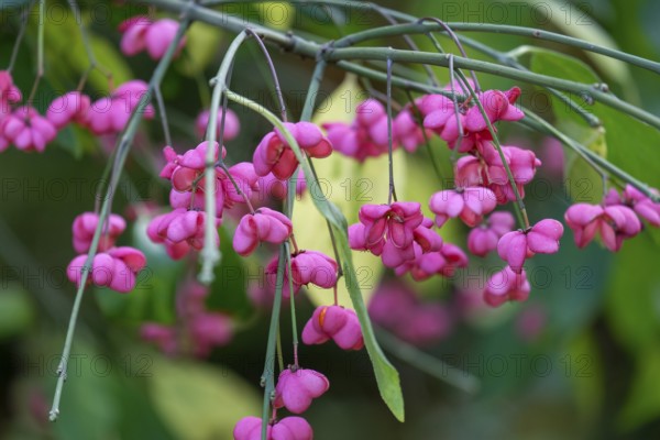 Common spindle bush (Euonymus europaeus), Münsterland, North Rhine-Westphalia, Germany, Europe