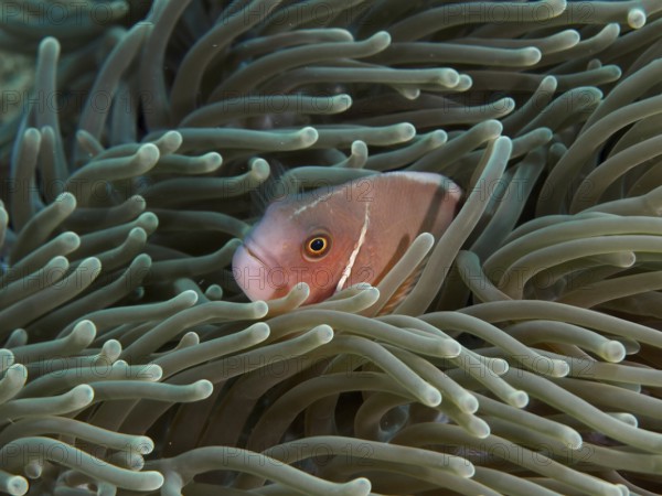 A collar anemonefish (Amphiprion perideraion) hiding in a sea anemone under water, dive site