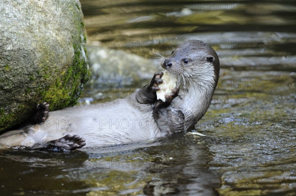 An otter lies in the water next to a rock and eats a porcini mushroom, Otter (Lutra lutra),