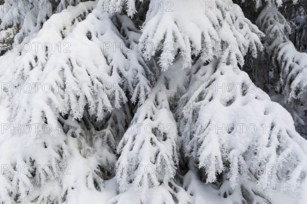 The crystals of hoarfrost look like lace on the snow-covered fir branches, winter landscape on the