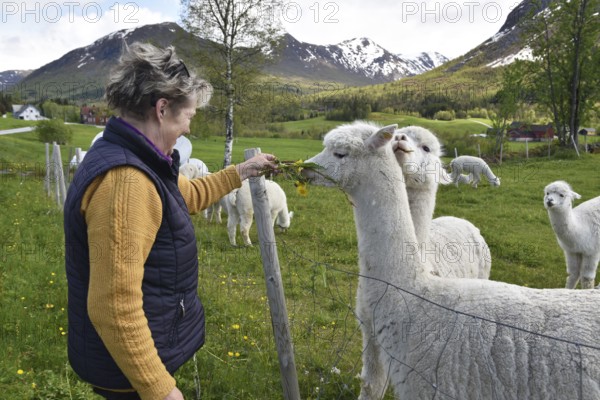 Woman feeding alpaca in Norway