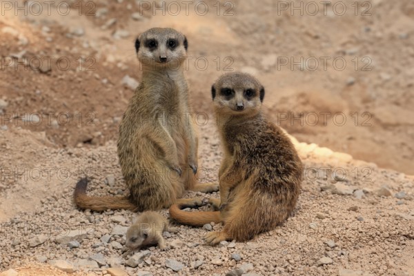 Burrowing owl (Suricata suricatta), adult, two adults, juvenile, newborn, baby, at the burrow