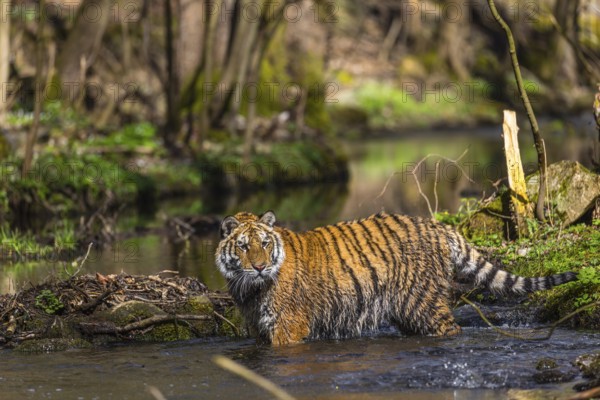 One young female Siberian Tiger, Panthera tigris altaica, walking thru a creek in a forest. Early