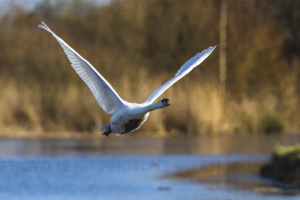 Mute Swan, Cygnus olor, bird in flight at winter on marshes