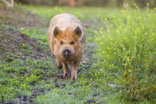 Kunekune pig, sus scrofa domesticus, a domestic breed from New Zealand