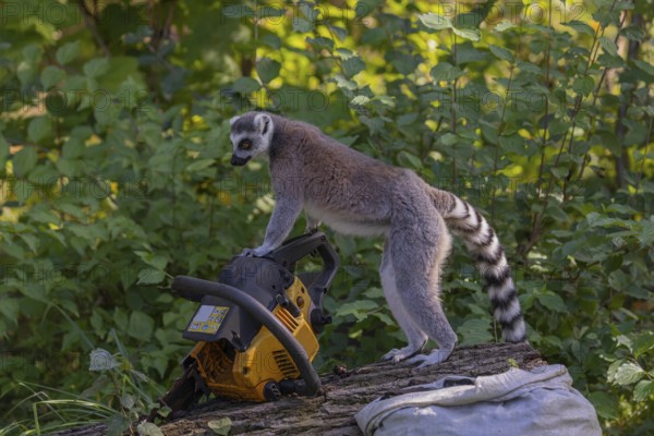 One ring-tailed lemur (Lemur catta) with a chainsaw on a log. A green forest in the background