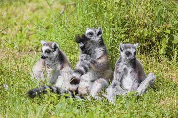 Three ring-tailed lemurs (Lemur catta) sit on a green meadow and enjoy the sunshine