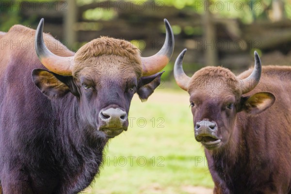 A male and a female Gaur (Bos gaurus gaurus) stand side by side on a green meadow