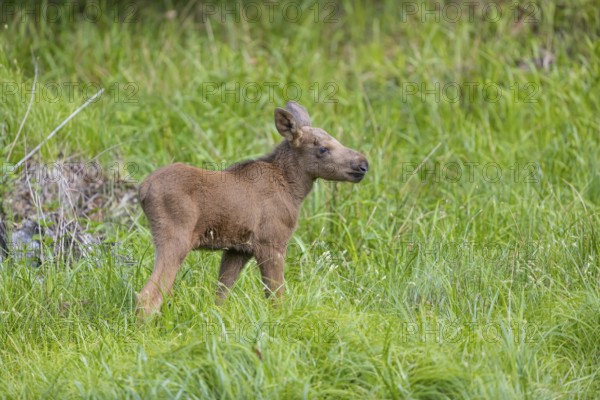 One baby moose or elk, Alces alces, (19 days old, born May 8, 2020 standing on a meadow with tall