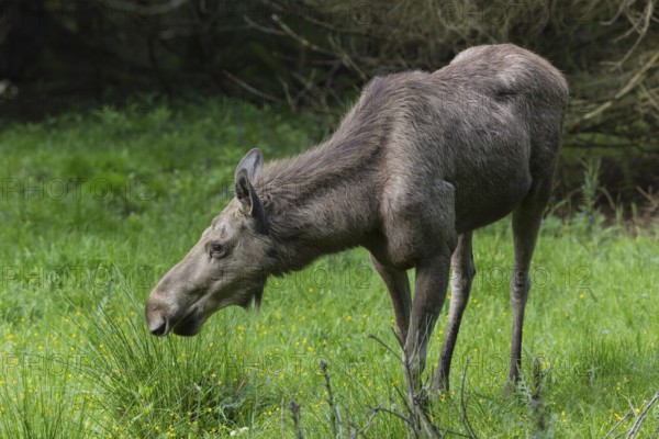 Moose (Alces alces) cow with trees and green grass around