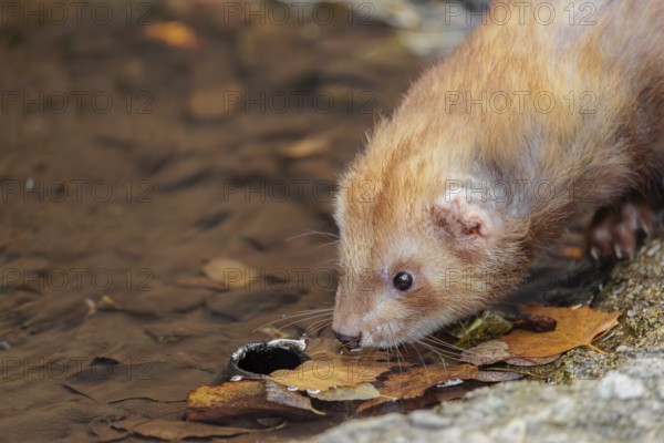 A female ferret (Mustela putorius furo) drinking from a little pond in a garden