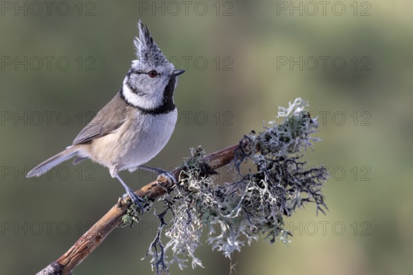 Crested Tit (Parus Scalloped ribbonfish), sitting on a branch, Terfens, Tyrol, Austria, Europe