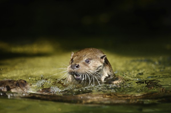 An otter swims attentively in the water and looks tense, European otter (Lutra lutra), Bavaria