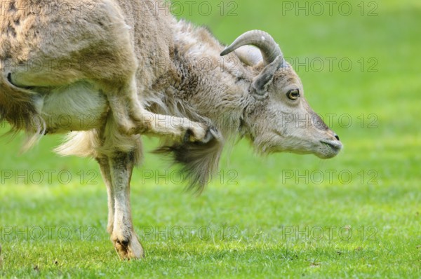 A wild sheep on a green meadow raises its leg, Mane jumper (Ammotragus lervia), captive