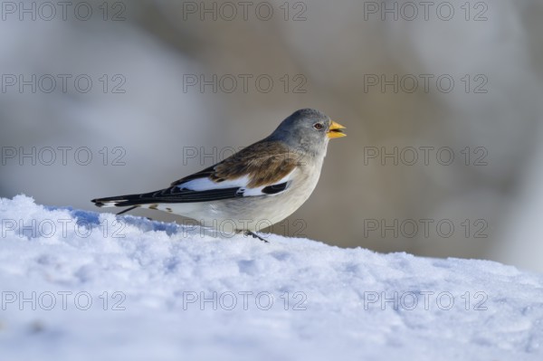 Snowfinch (Montifringilla nivalis), sitting on snow-covered ground, harmonious winter landscape,