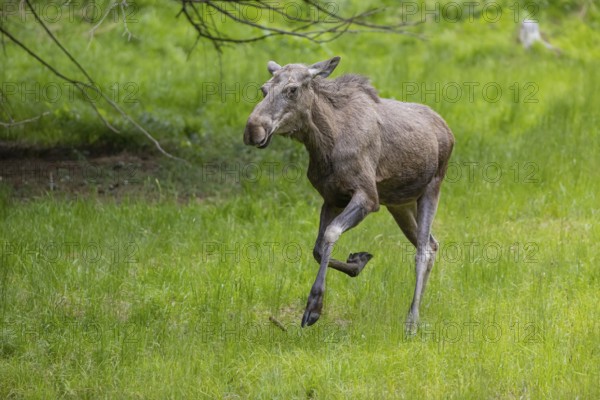 One adult female moose or elk, Alces alces, running, chasing away a male moose to protect her two