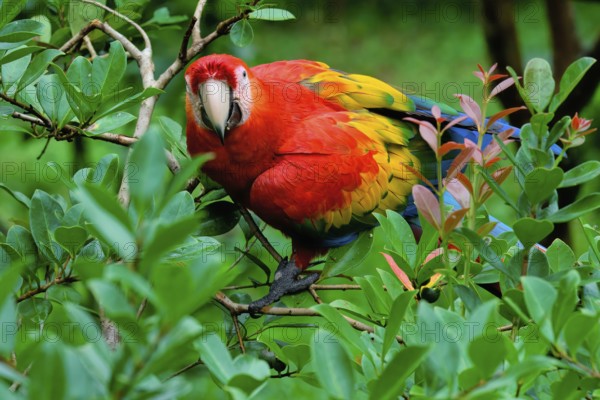 Hybrid Scarlet x Great Green Macaw (Ara macao x militaris), perched in a tree, Portrait, Costa