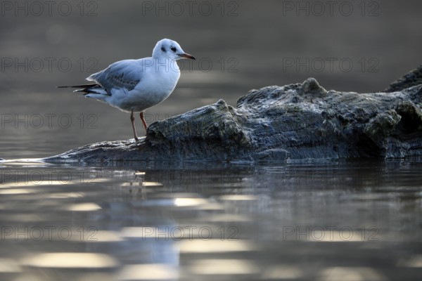 Black-headed Black-headed Gull (Chroicocephalus ridibundus), in a sable plumage, resting on a