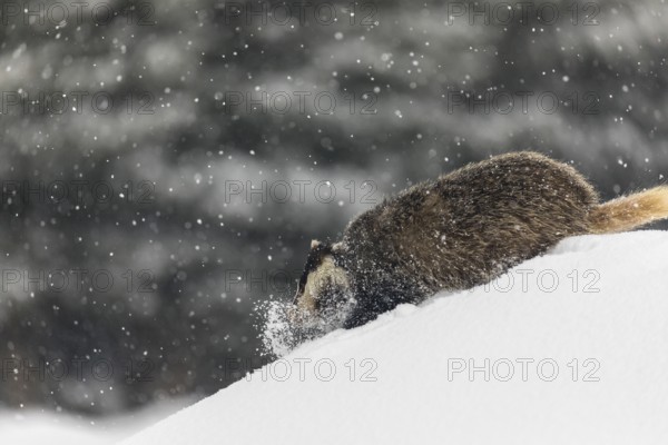 One young European badger (Meles meles) walking through deep snow during snow fall