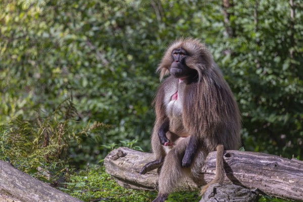 Portrait of an adult male Gelada (Theropithecus gelada), or bleeding-heart monkey, resting on a log