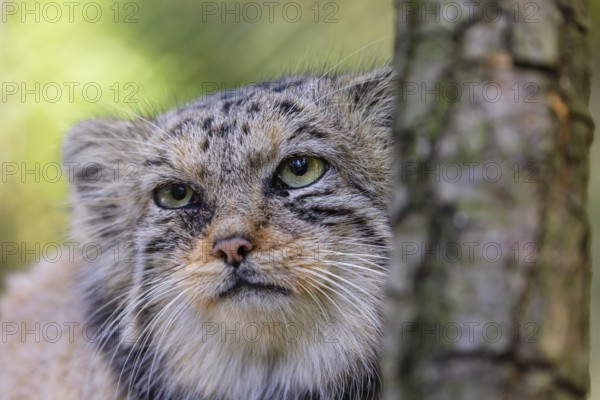 Portrait of a Pallas's cat (Otocolobus manul) or Manul. Least concern species on the IUCN Red List