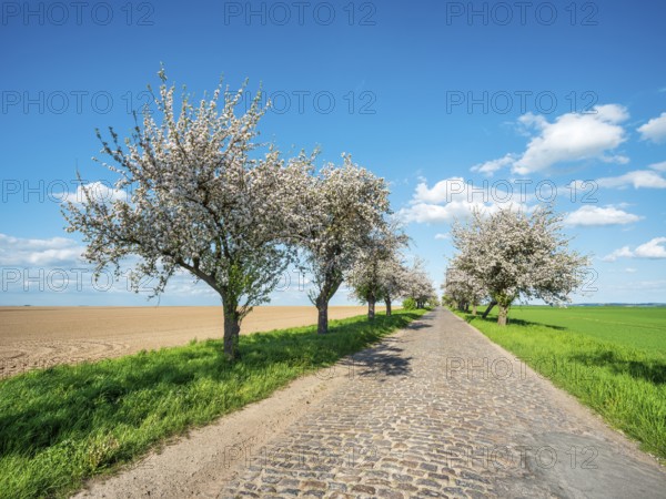 Avenue with blossoming fruit trees in spring under a blue sky with cumulus clouds, narrow country