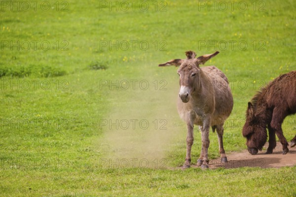 A mixed breed donkey takes a dust bath