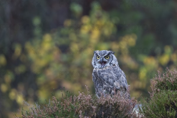 One adult Great horned owl (Bubo virginianus) sitting on the ground between heather. A forest in